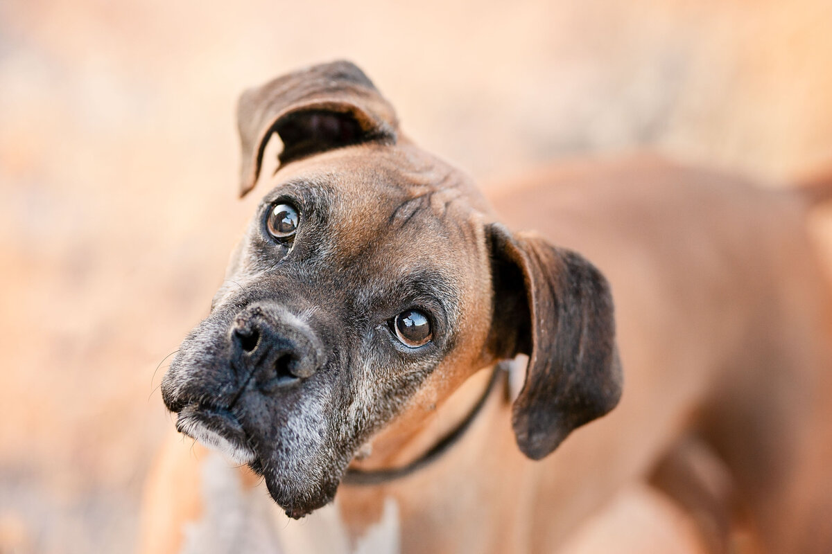 Pet Photographer Grand Junction -  183