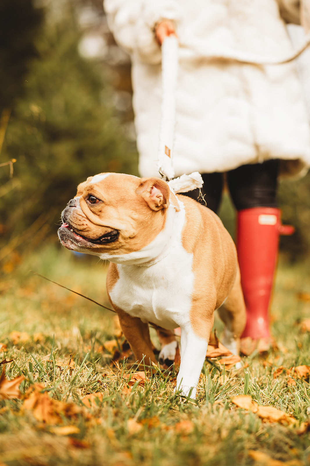 harrisburg-dog-photographer_8592_websize