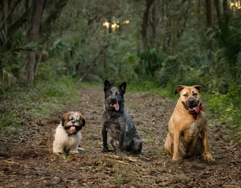 lilla-bordas-portraits-tampa-DOG-photographer1442_2