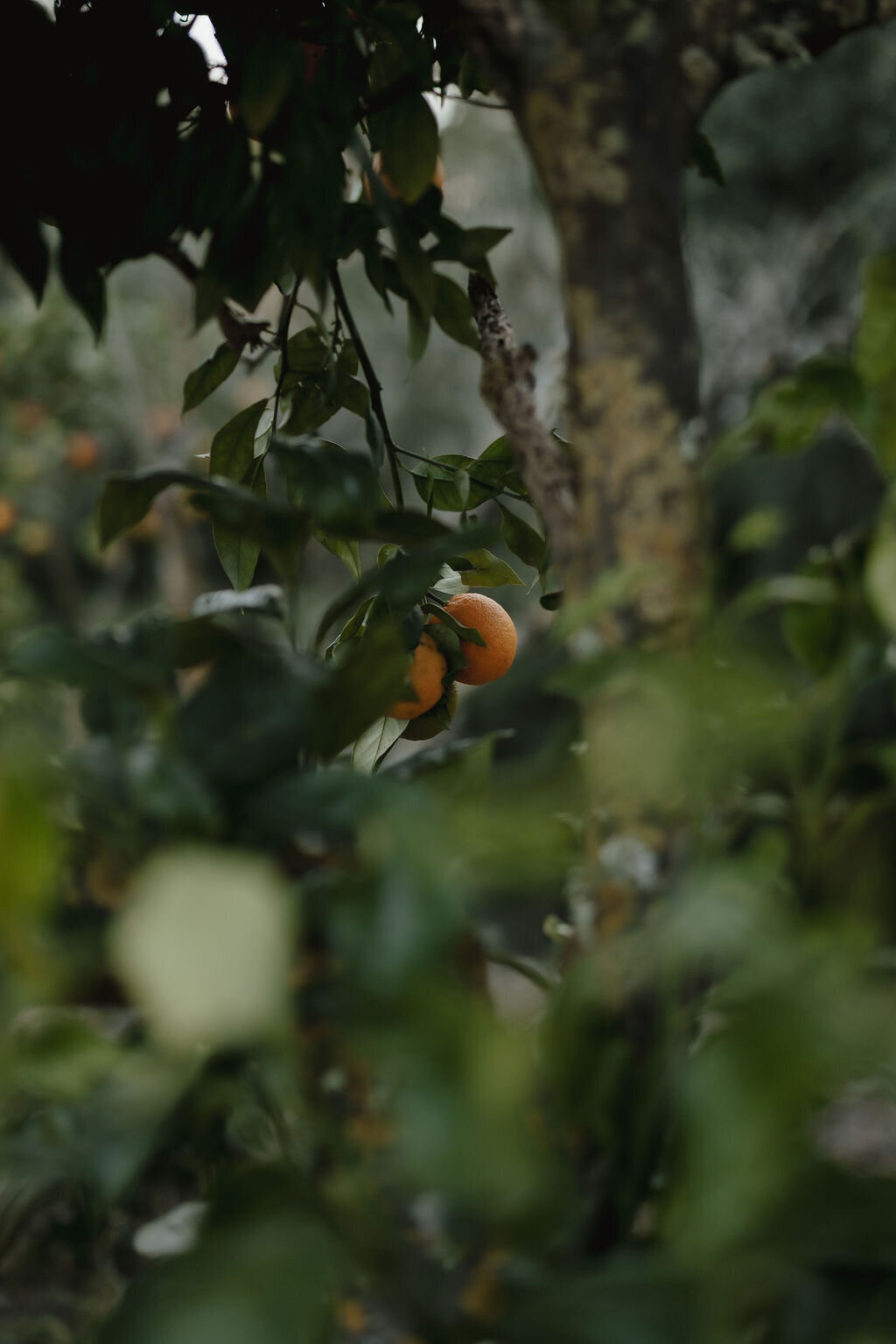 THE AWAKENING ° MIMI FIEDLER  °  FOUR