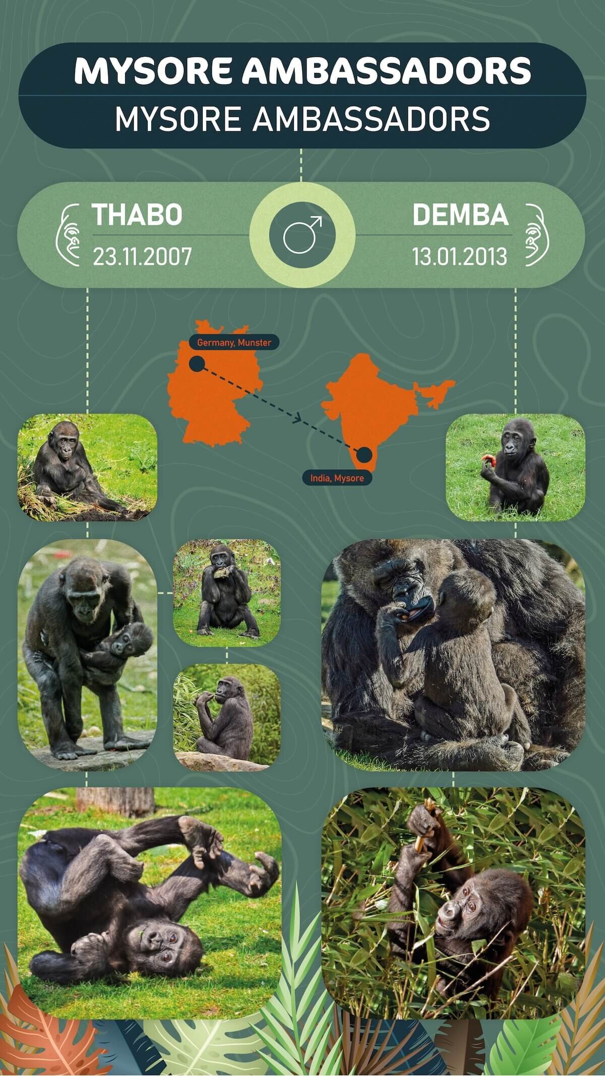 gorilla bachelor-06