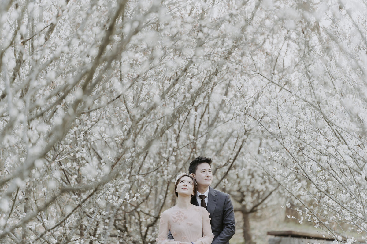 a couple admiring the cherry blossoms in South Korea