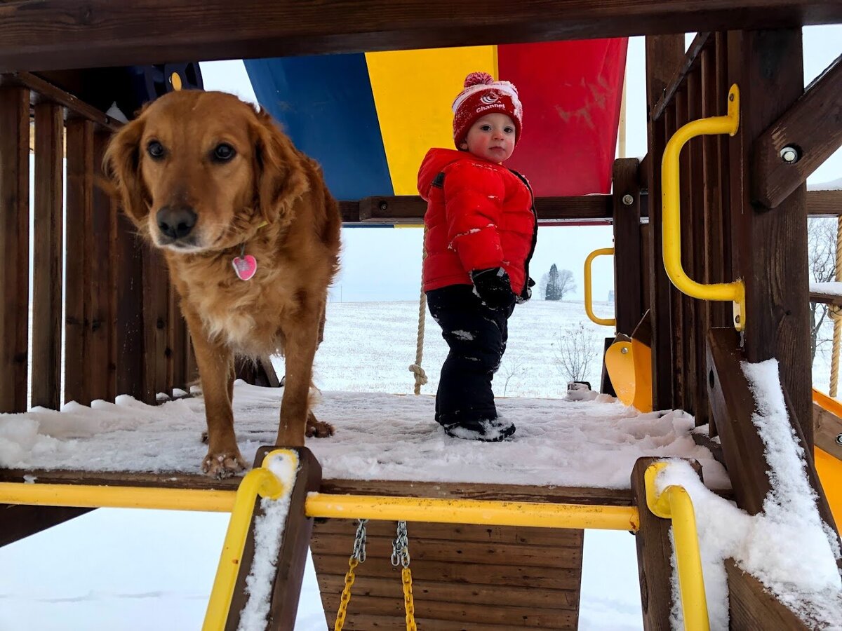Appelgate-golden-retriever-puppies-Tess-14