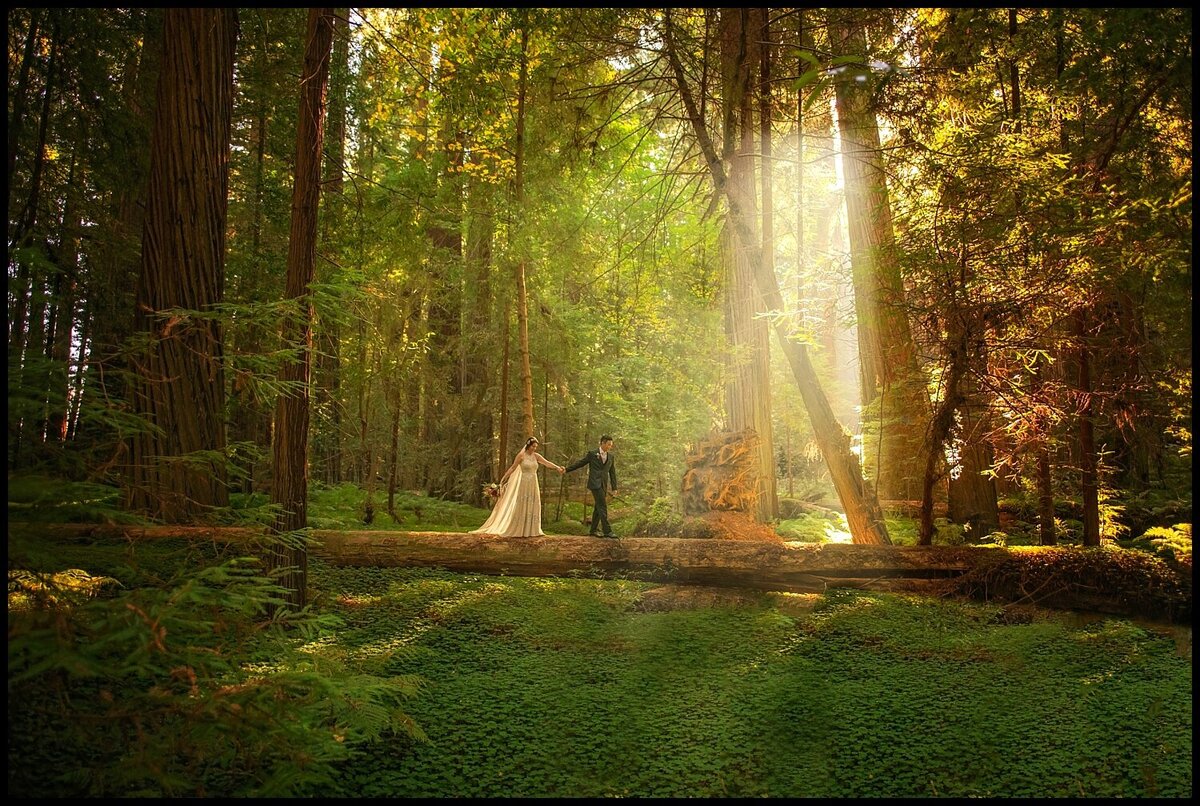 Parky'sPics-NorCalPhotographer-HumboldtRedwoods-Avenue of the Giants-Magical Light-adventure elopement-redwoods-beach-elopement_0092