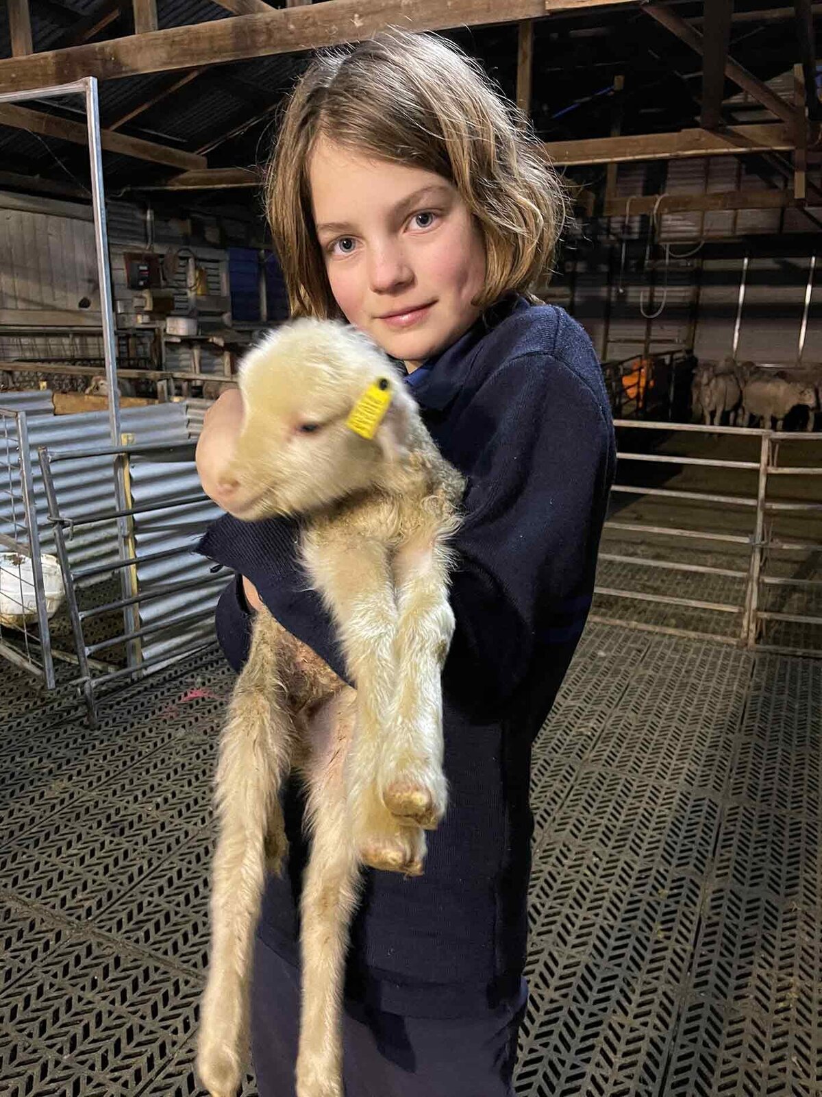 lamb breeding grampians