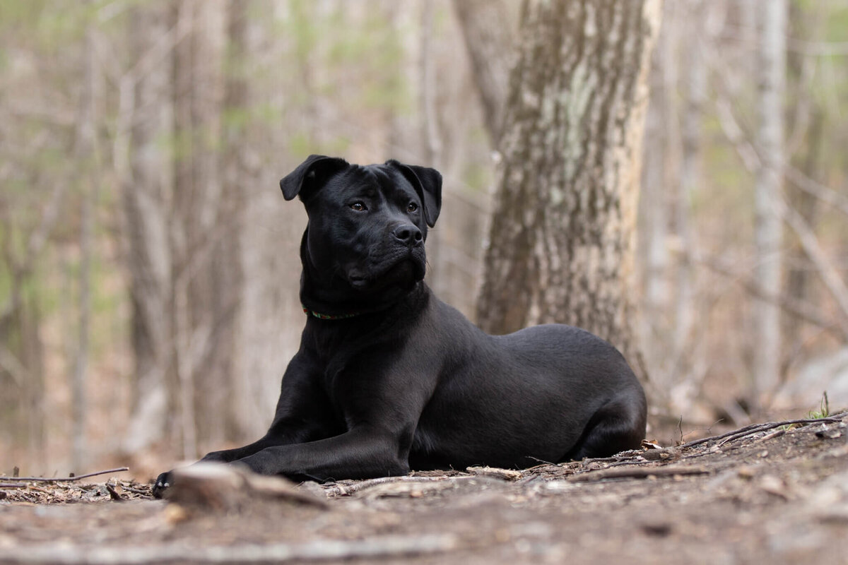 Black rescue dog laying in the woods in Worcester looking off to the right