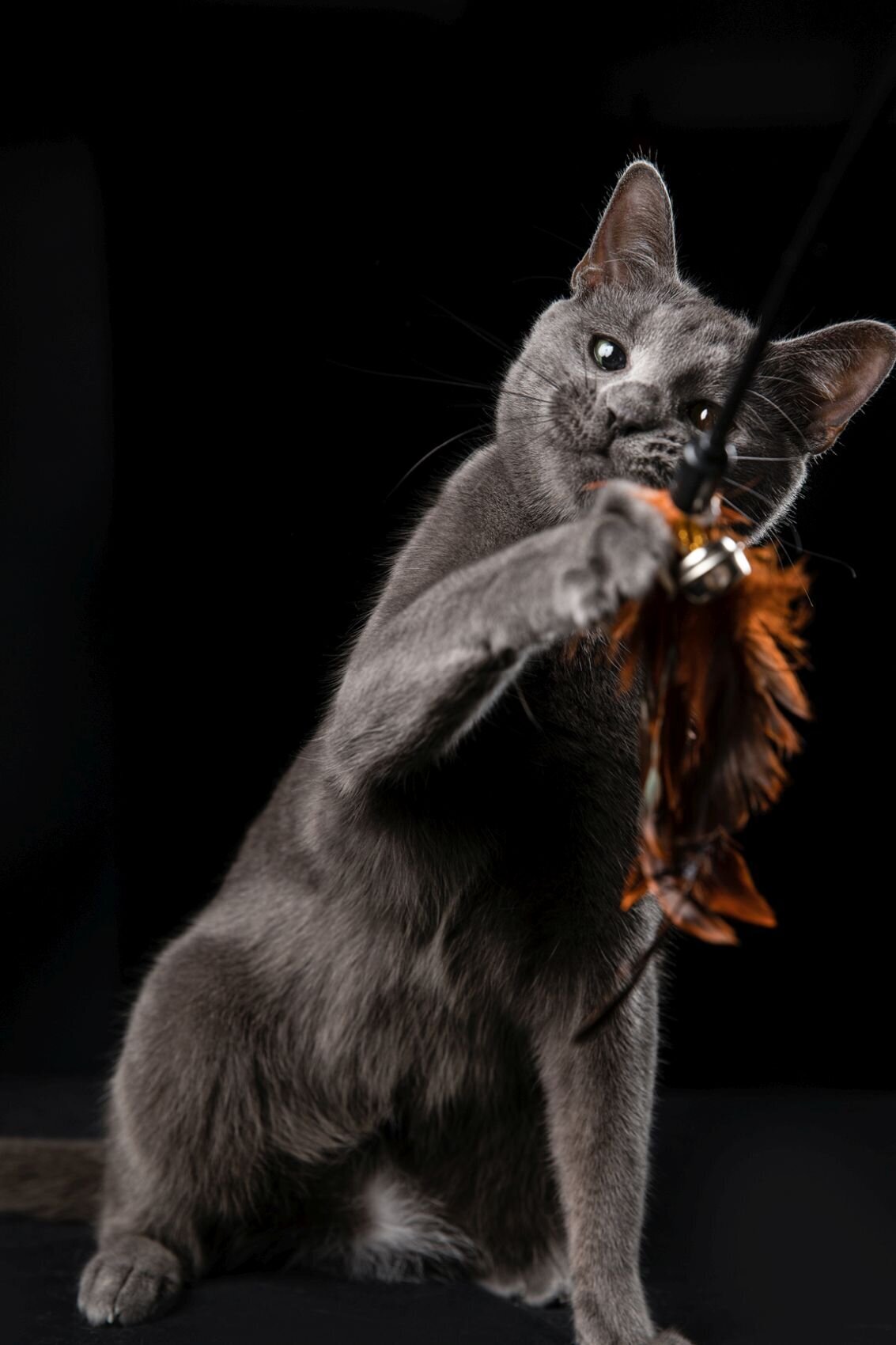 lilla-bordas-portraits-tampa-CAT-photographer1236