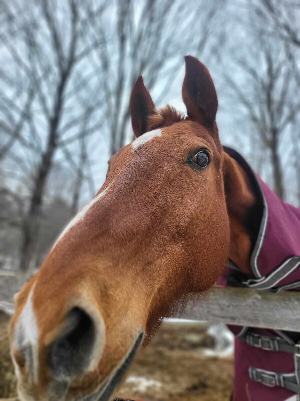 Emily horses