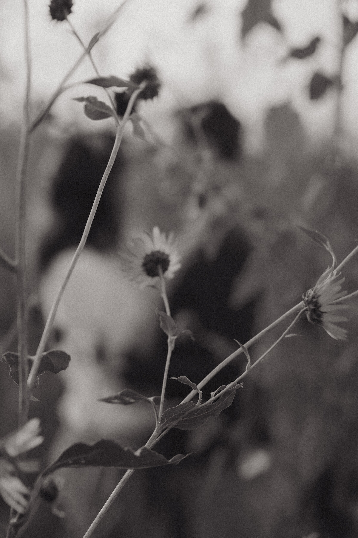 LWP_3329