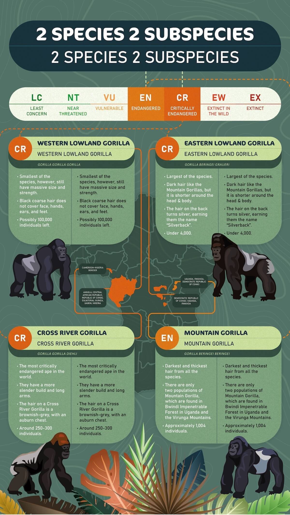 gorilla bachelor-07