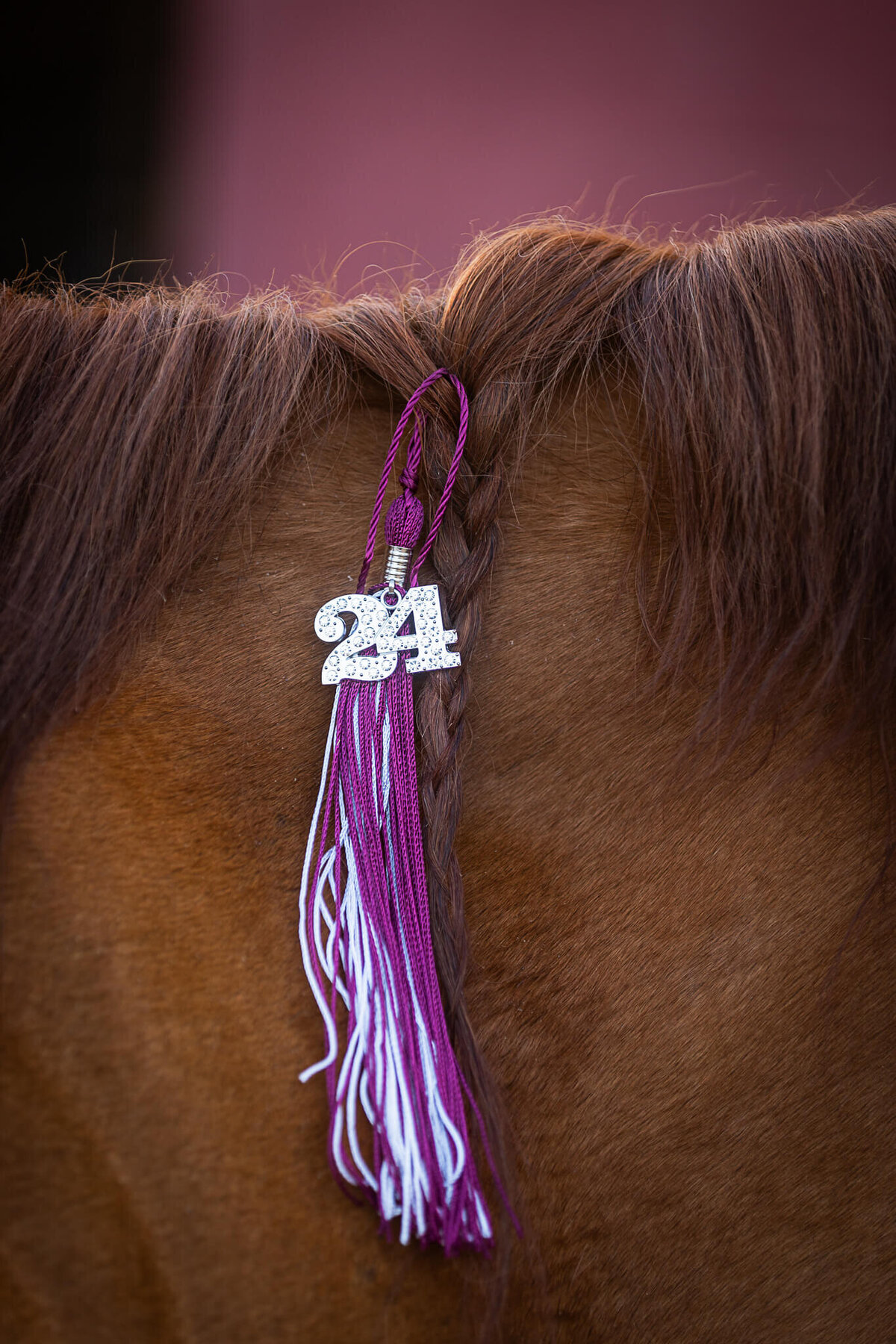 El-Paso-Texas-Horse-Photographer-067