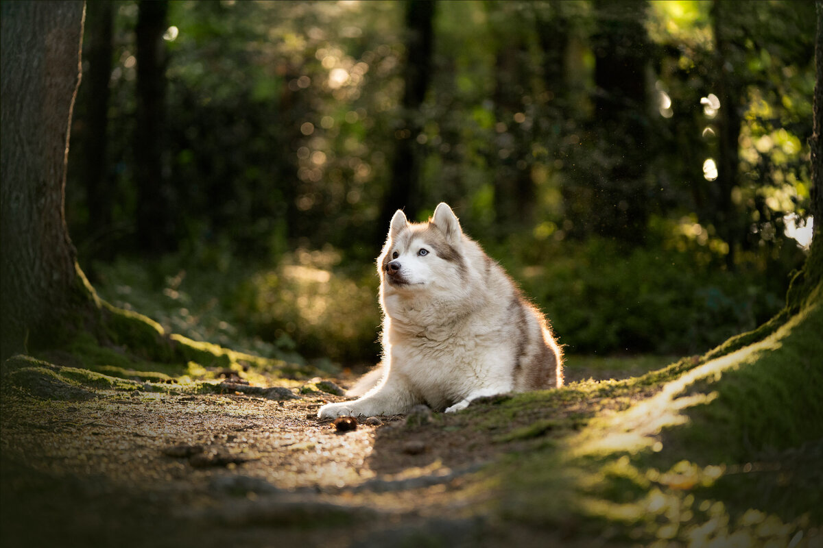 Hondenportret-Limburg-22