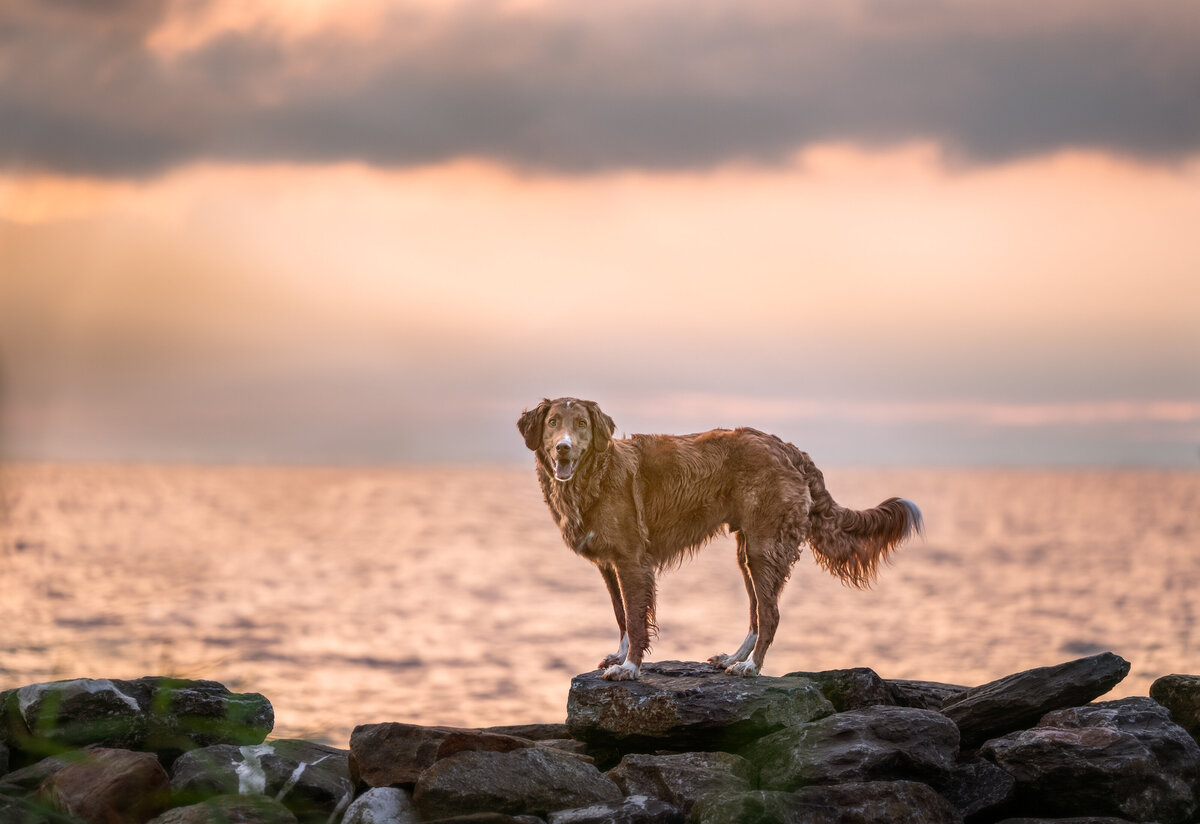 Revelaire Maryland Fine Art Pet Photography d2f