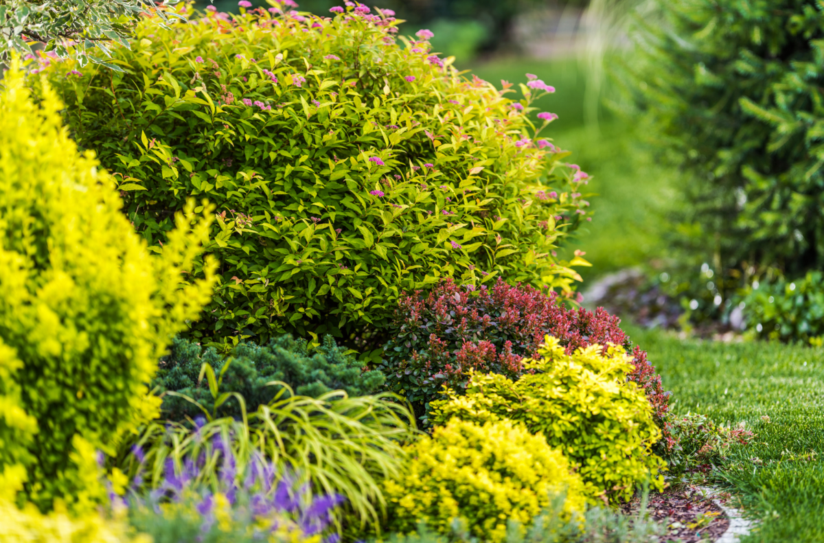 Shrub and perennial planting in garden bed