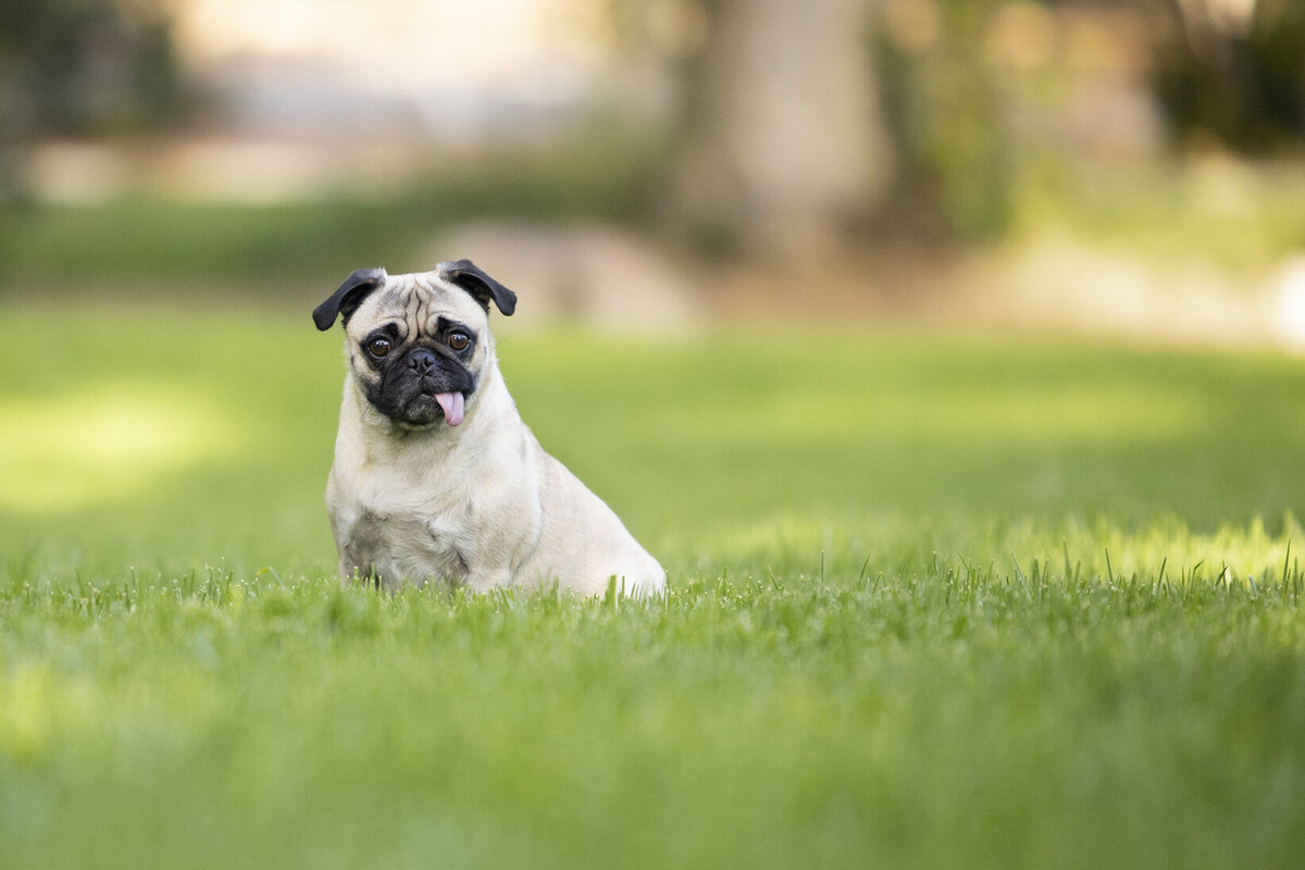 pet photography studio 9 copy