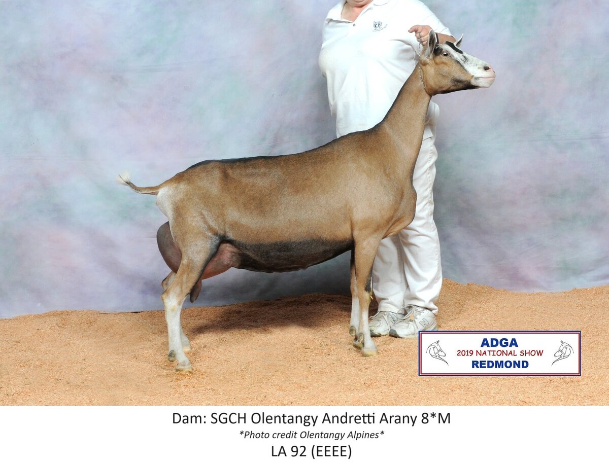 dam 2019 nationals