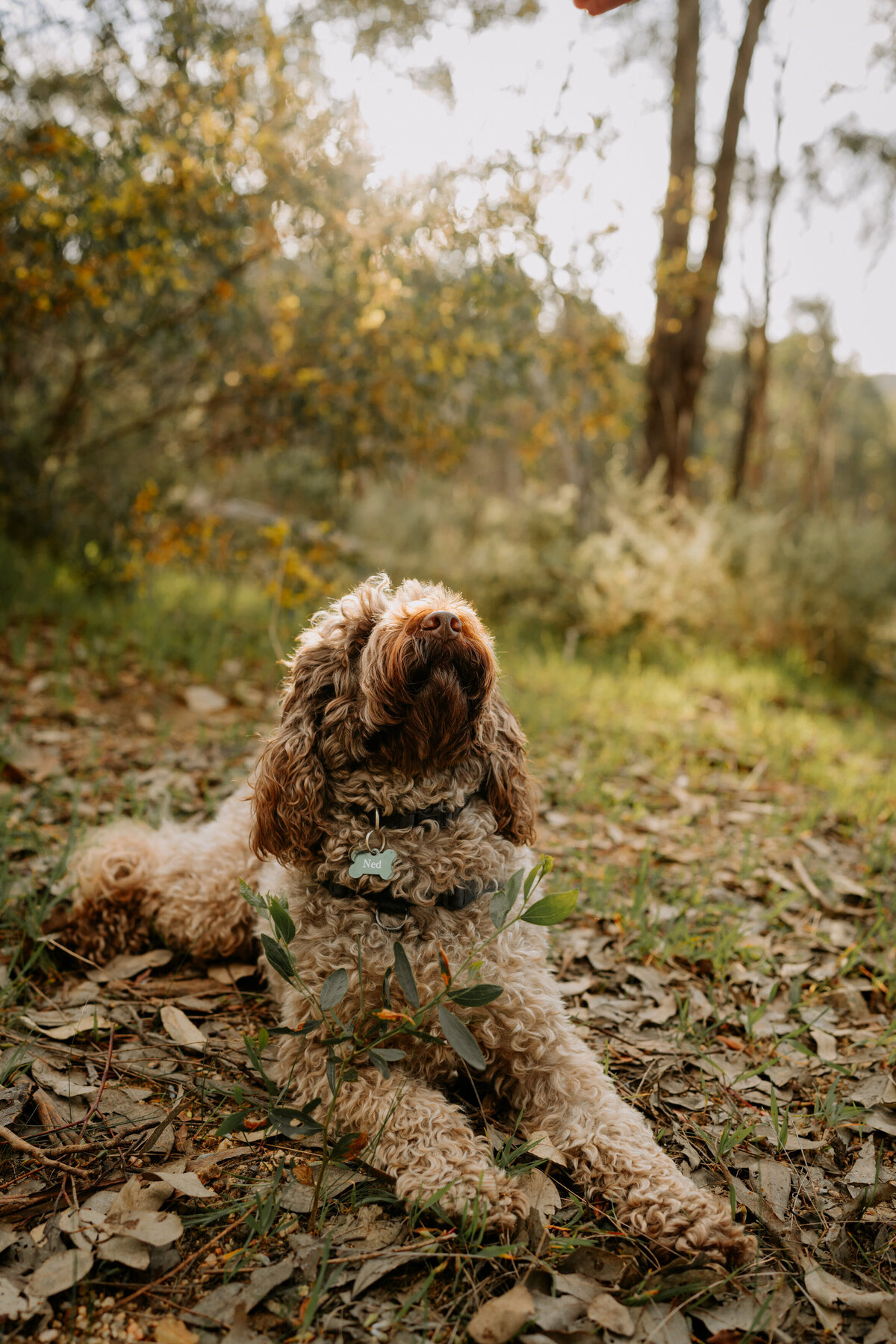 love-gem-albury-wodonga-riverina-family-photographer14
