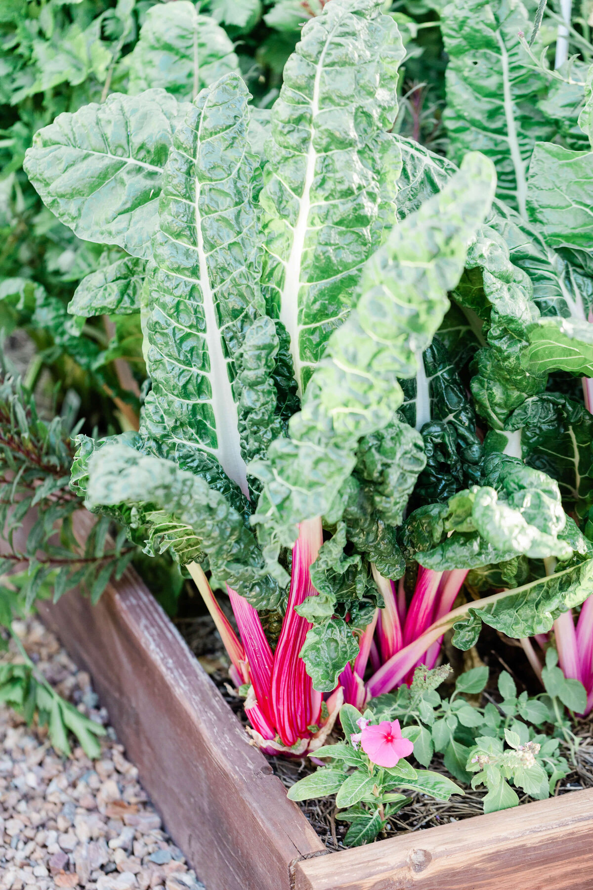 urban gardening