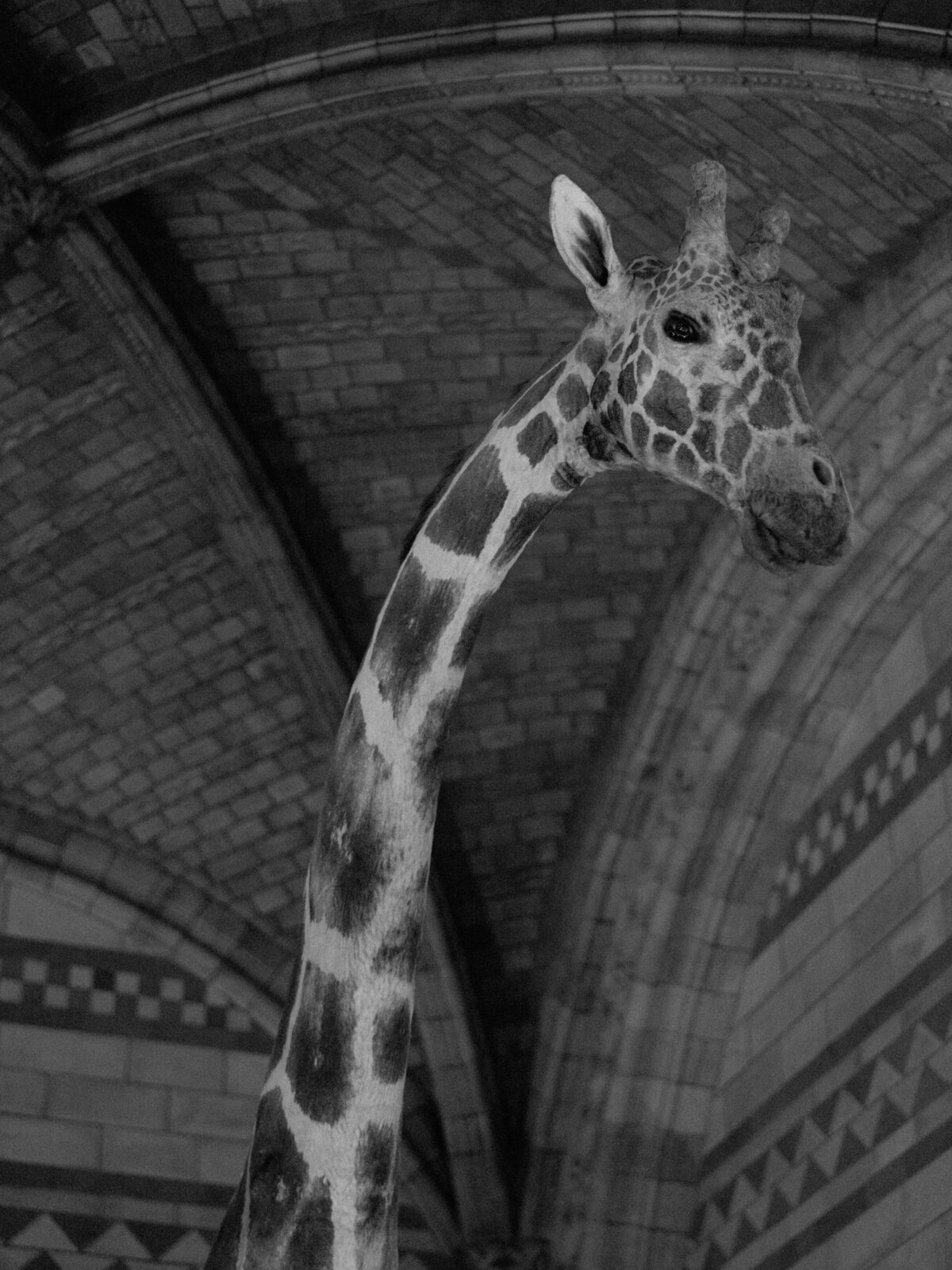 nhm-christine-morgan-Holly Clark Photography -697
