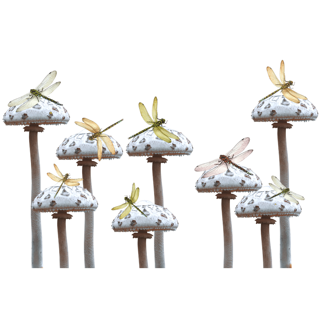 Various mushrooms with dragonflies sitting on top of each of them