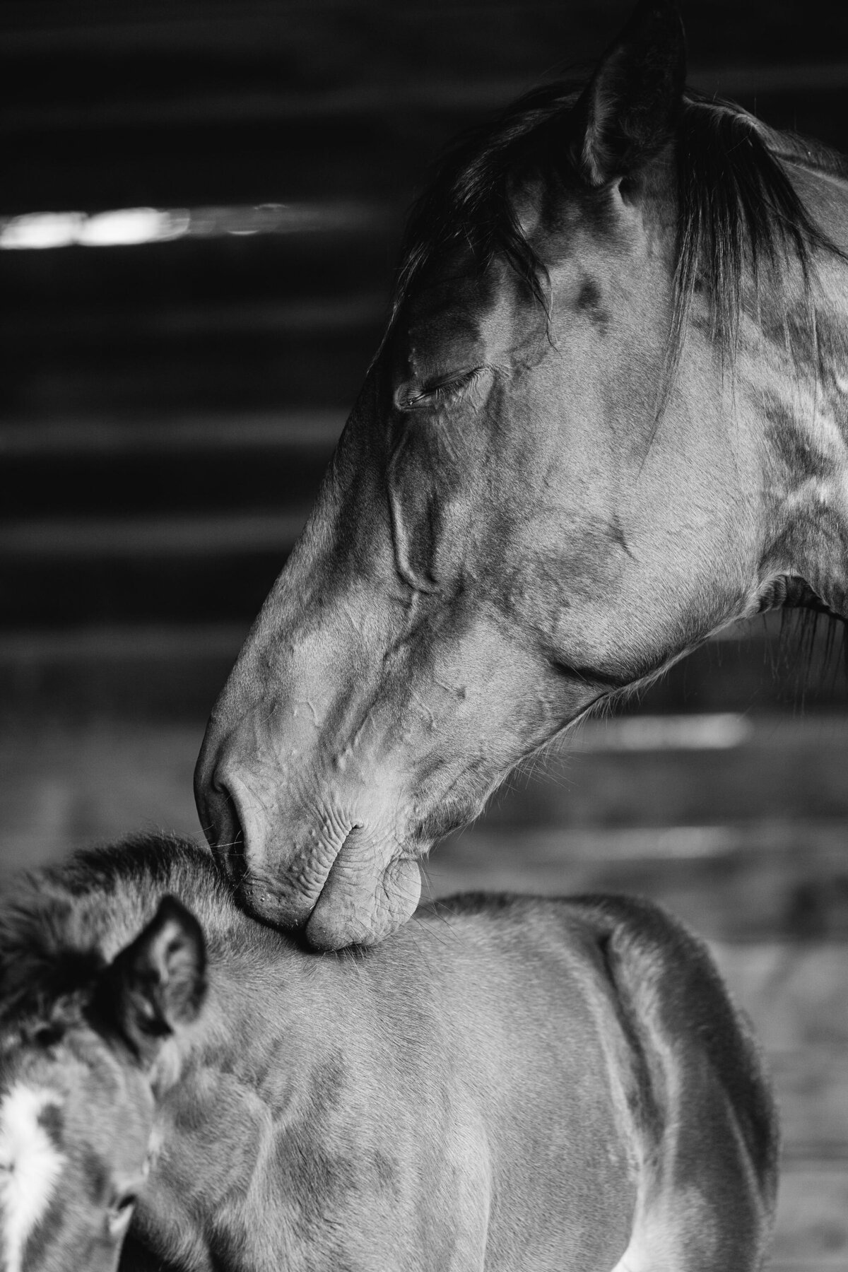 Saratoga-horse-photographer-376