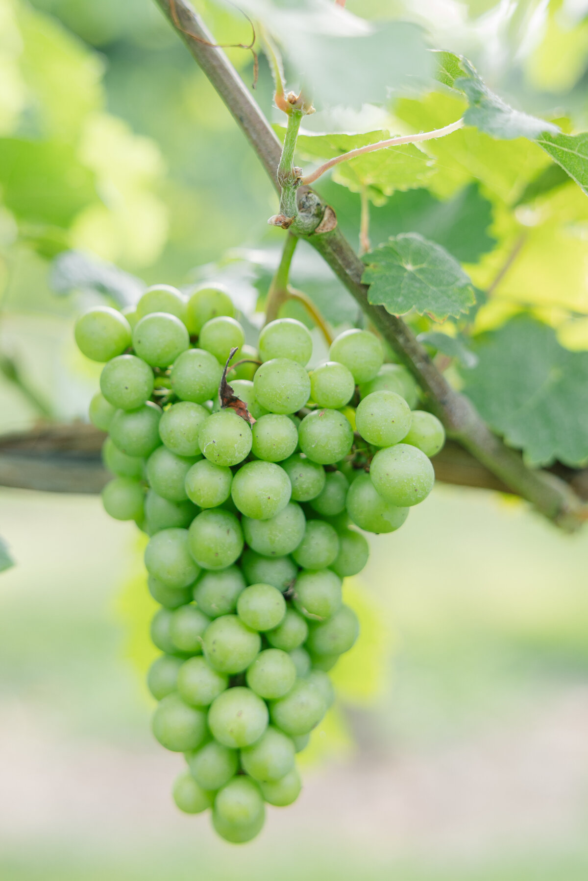 grapes on vine in connecticut