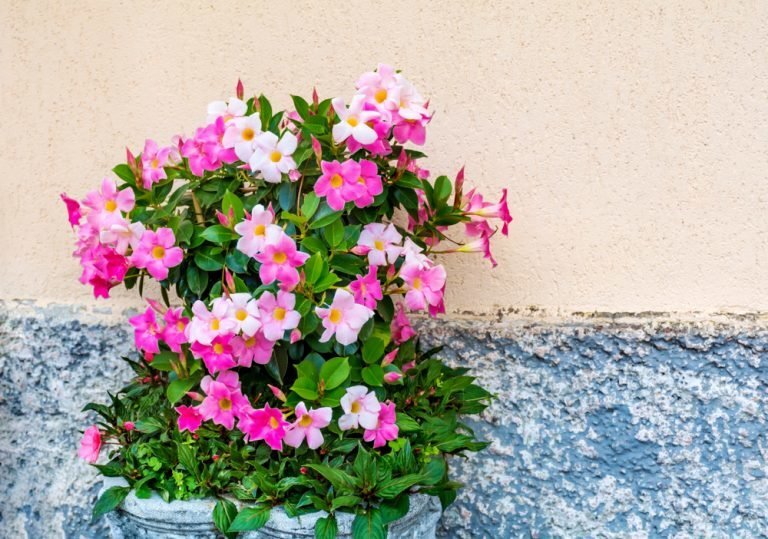 shutterstock_1126468433-768x539