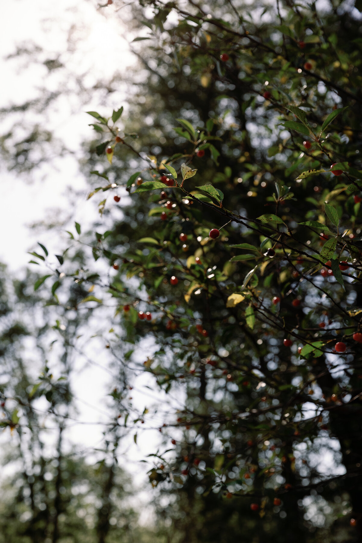 JGP-WillowHill