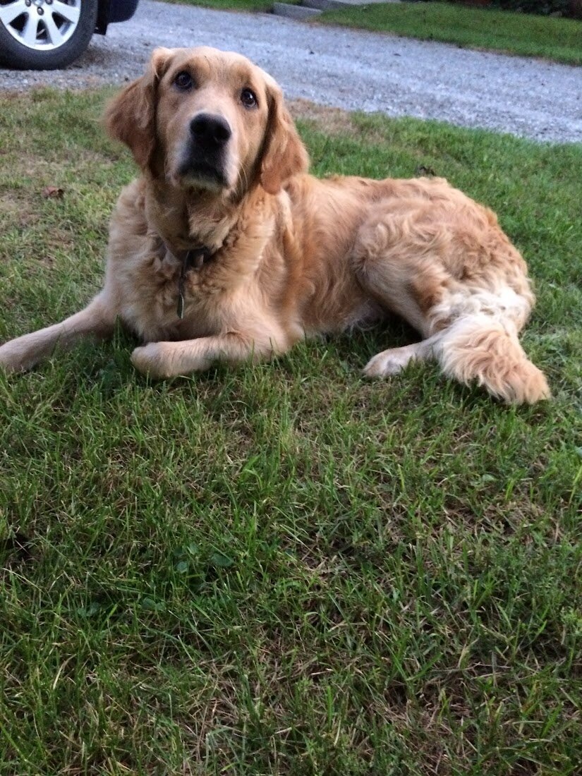 Appelgate-Golden-Retriever-Puppies-Molly-3