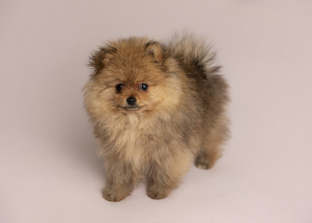 PETS_PUPPYPOMERANIANDOGFLUFFY