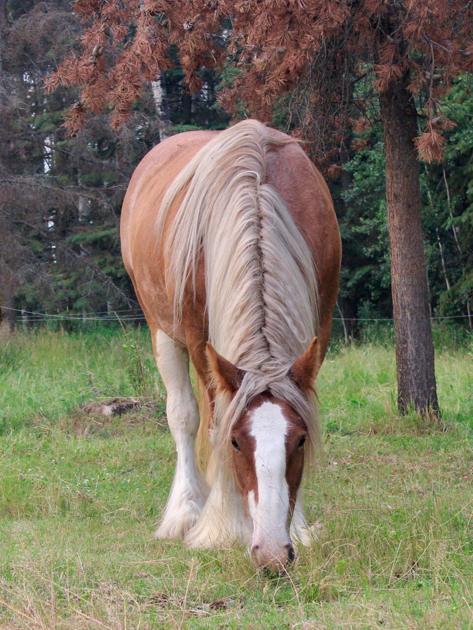 The-Stables-at-Gypsy-Acres-Horses-15