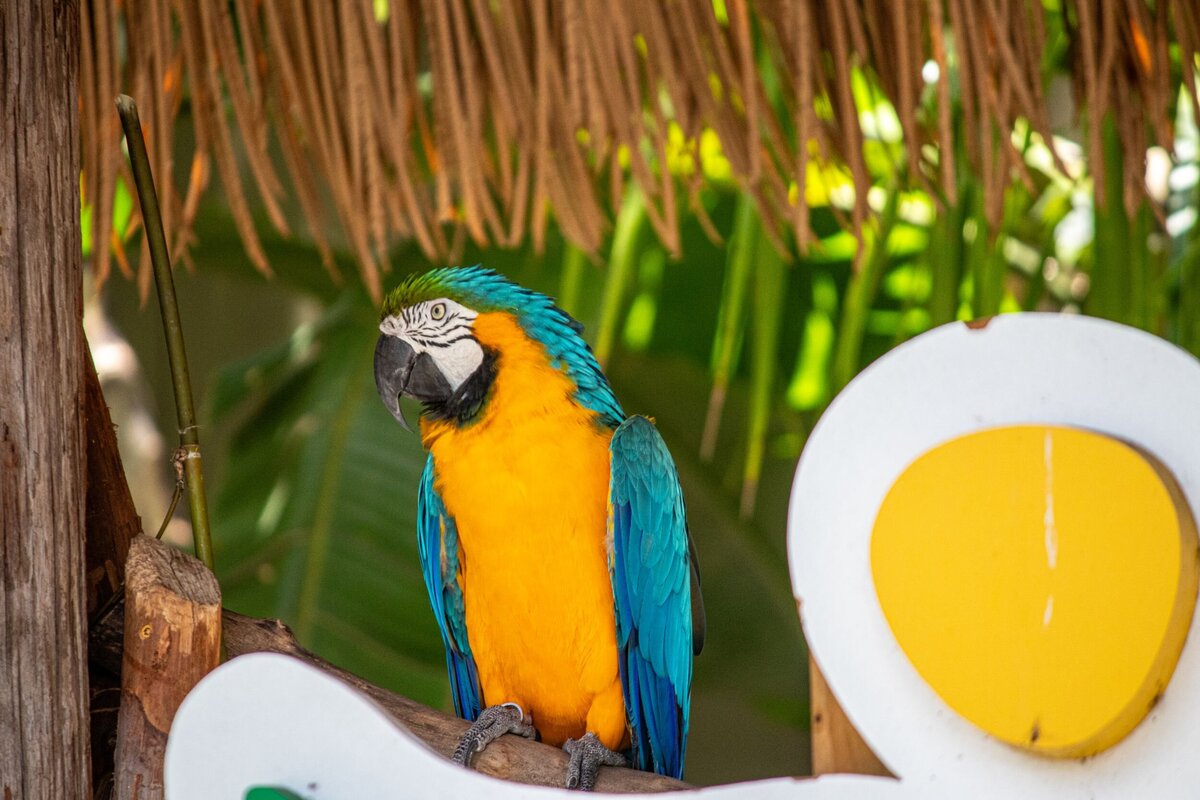 Parrot-534e9dd9-2500