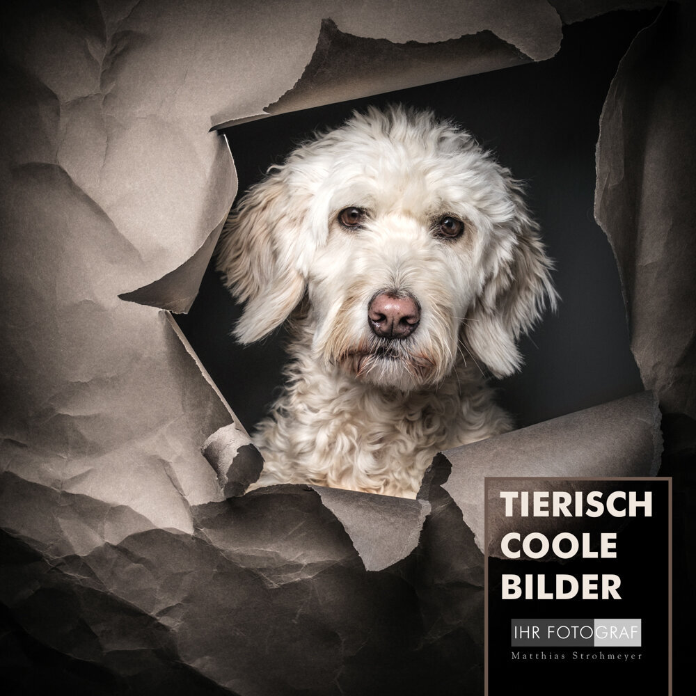 d 123-24-01-tiere_Hund