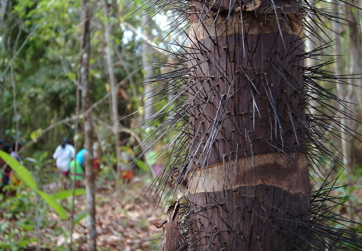 The chunga palm is well protected by six inch long spines