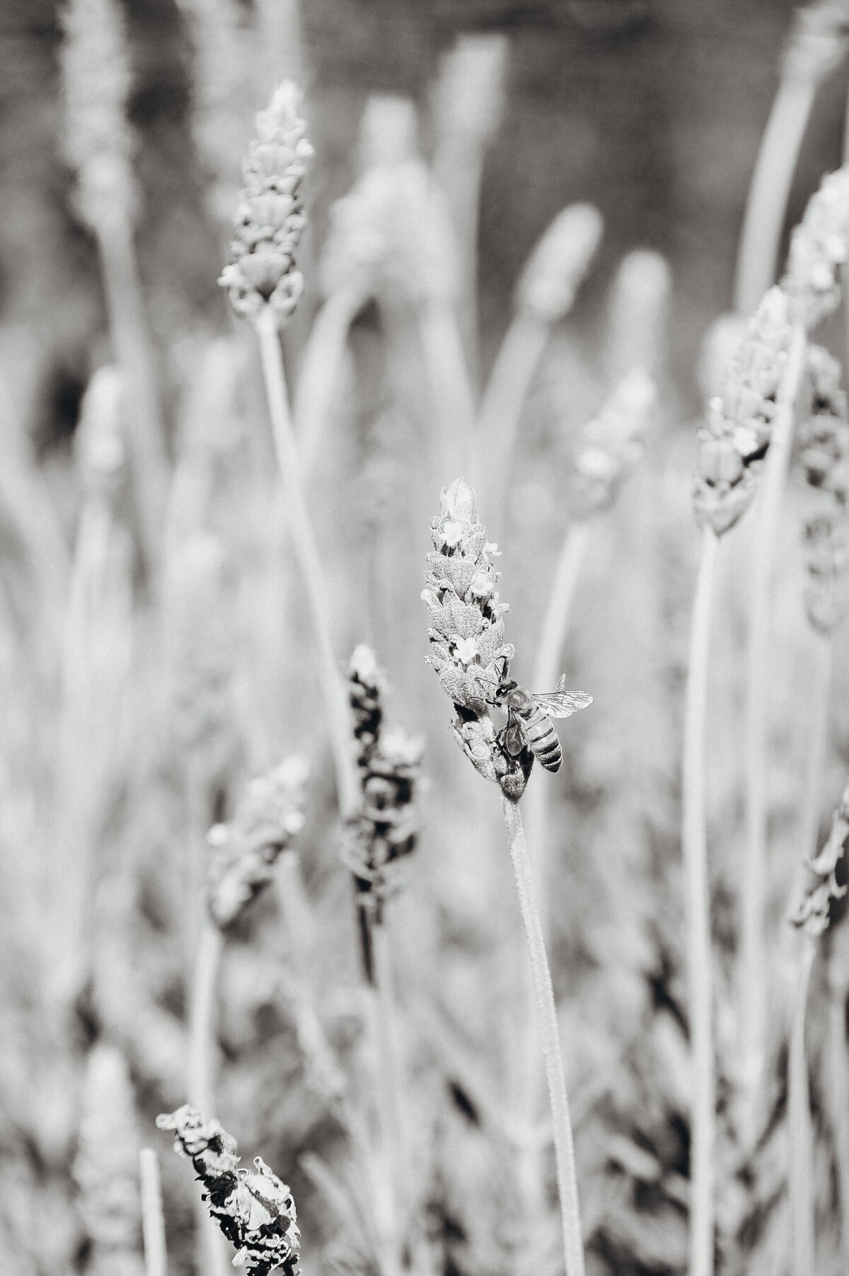_BEC6690