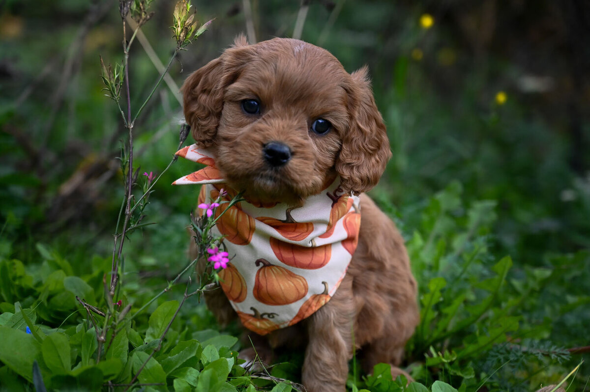 Heavenly Puppies to Love Cavapoo, Cockapoo, and Maltipoo Puppies Photo Oct 23 2023, 2 20 18 PM83