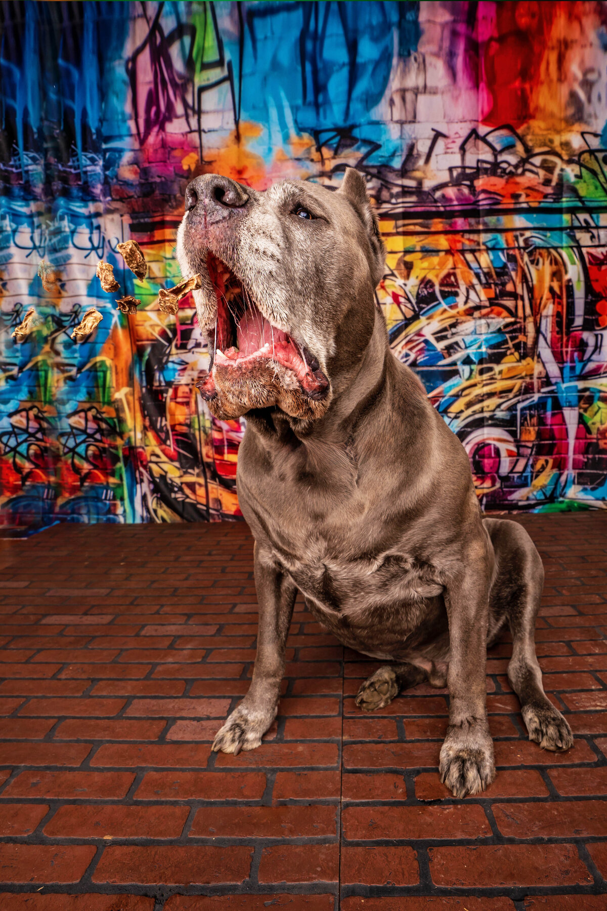 Cane Corso catches treats in front of a graffiti wall.