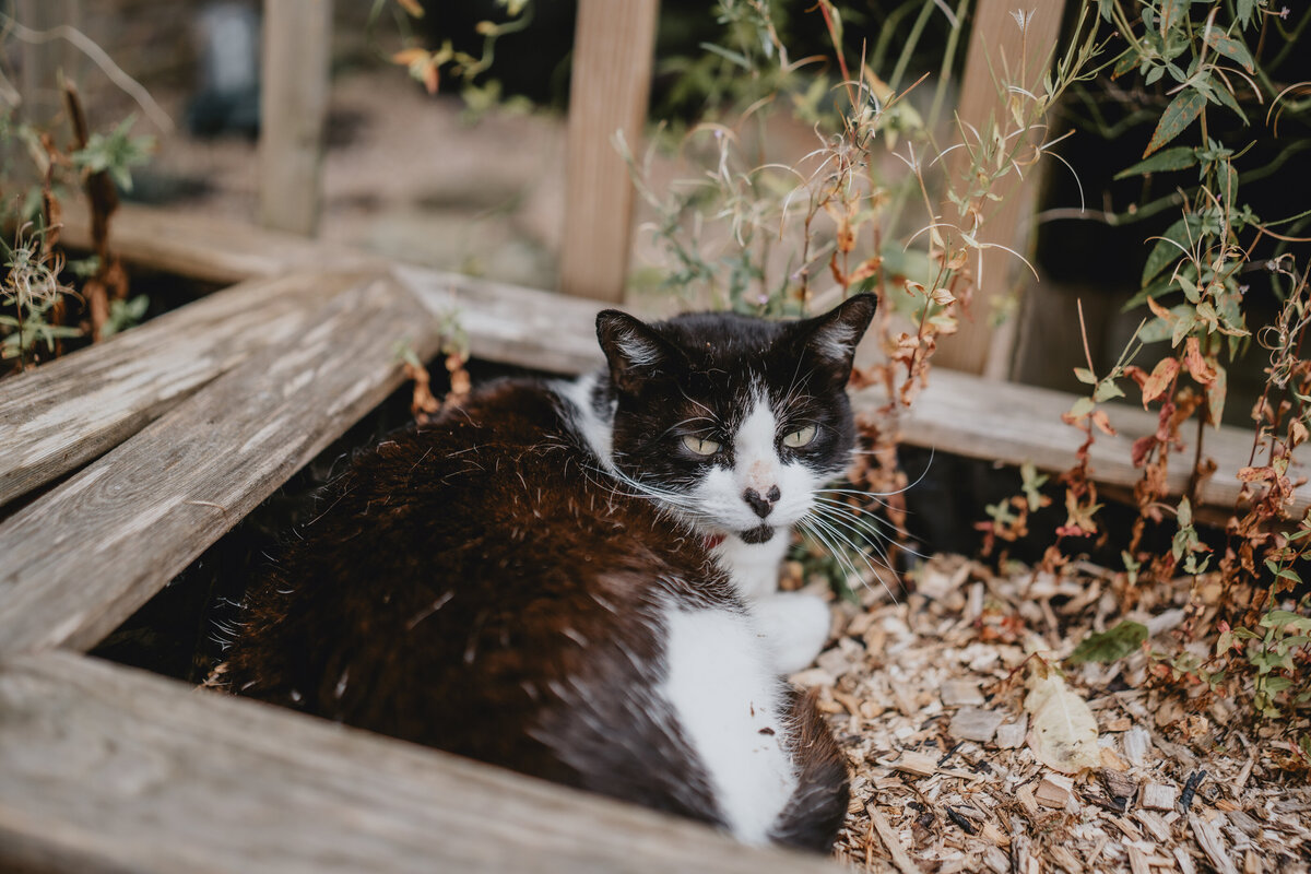 cat