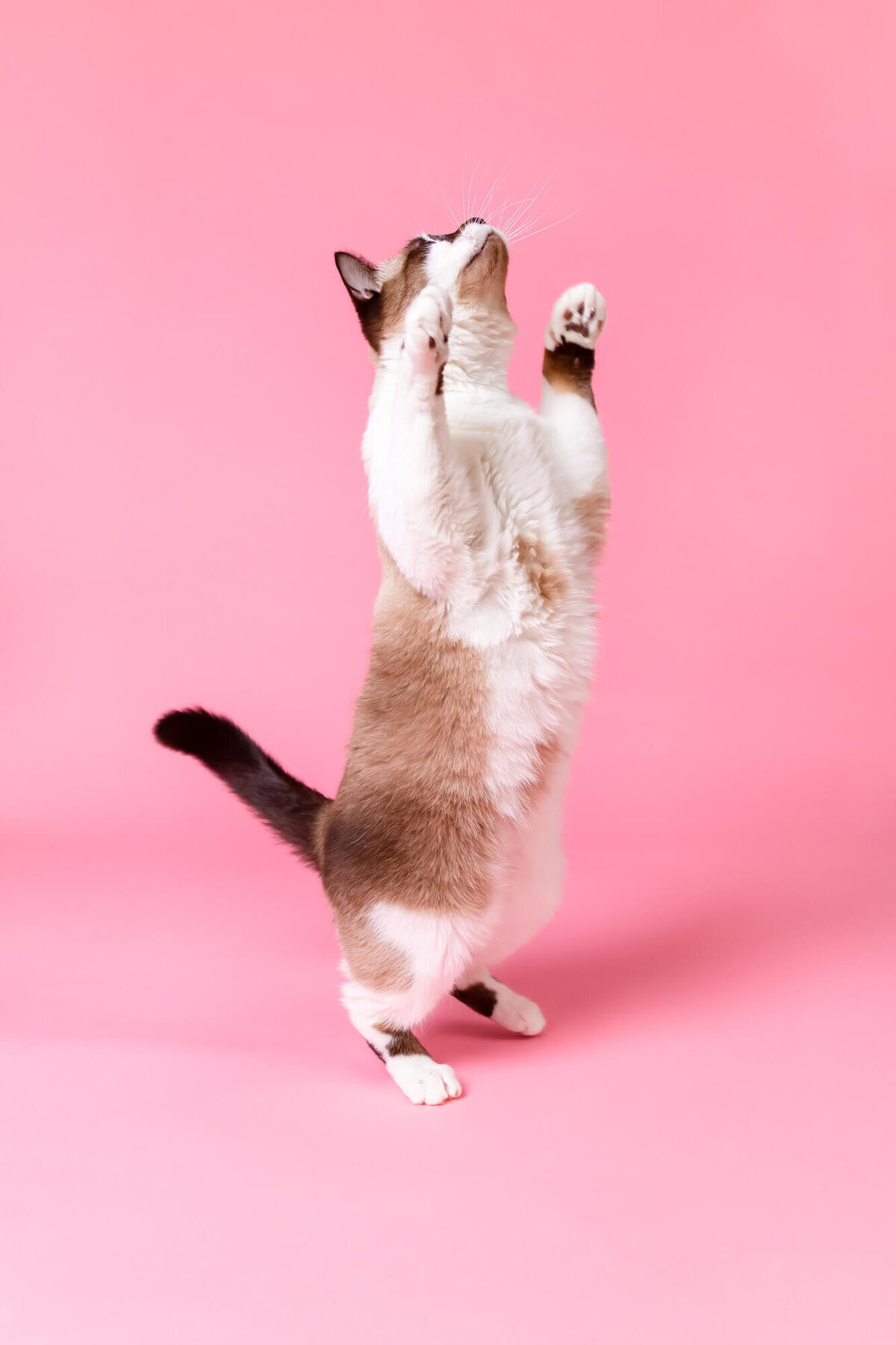 White and brown cat standing on its hind legs on pink backdrop
