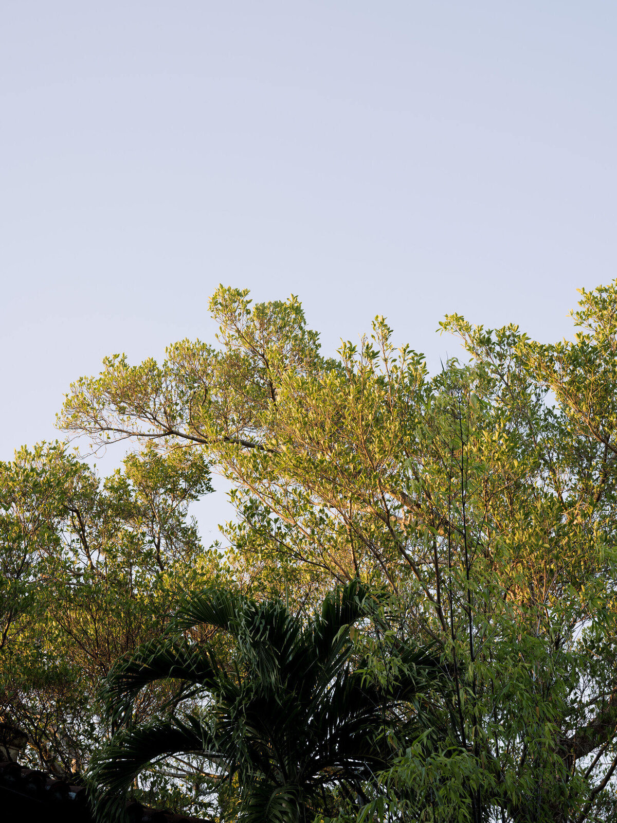 trees-blue-sky-miami-7HM-W