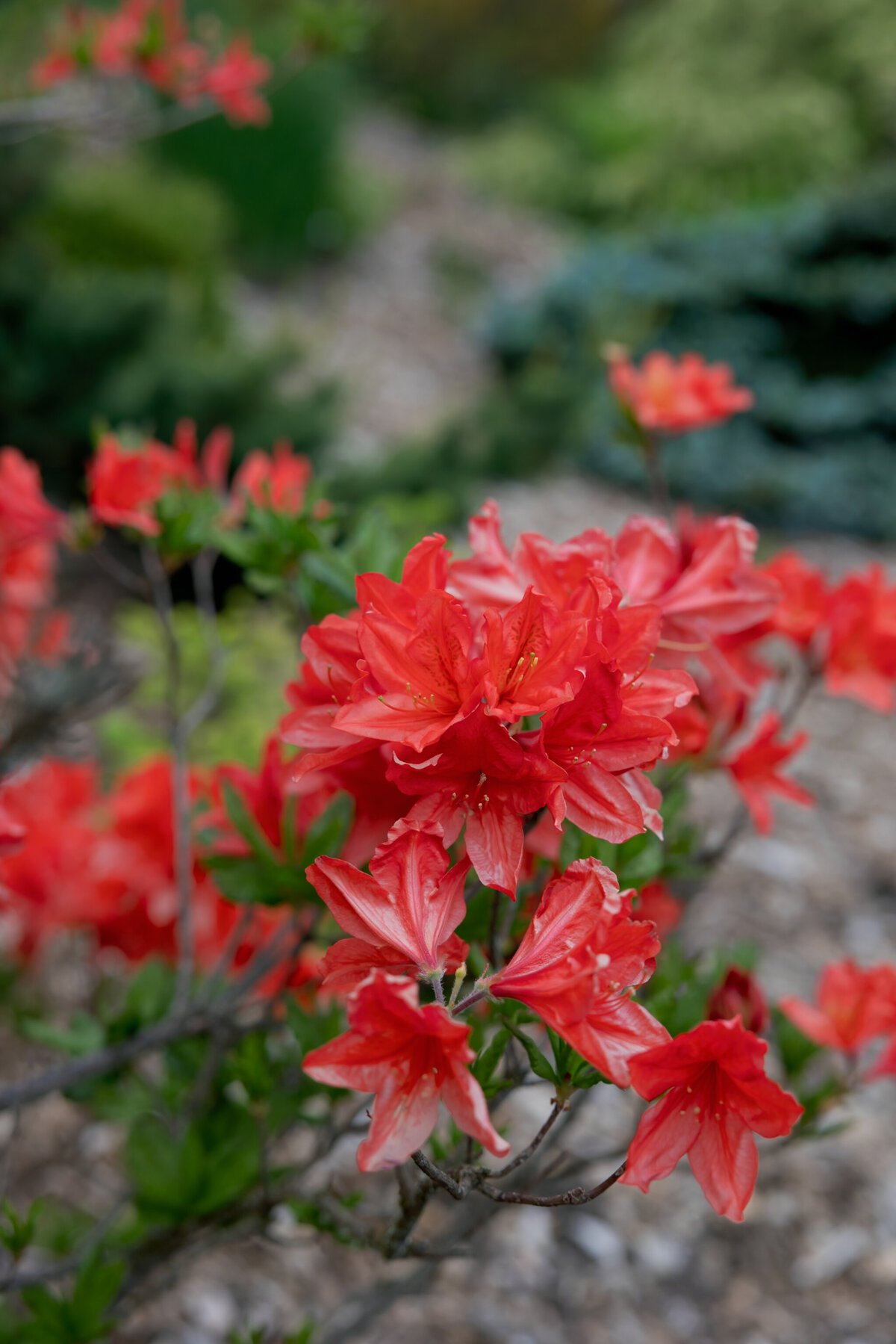 STACIA AND MATT PROPOSAL - MELISSA OHARA PHOTOGRAPHY-263
