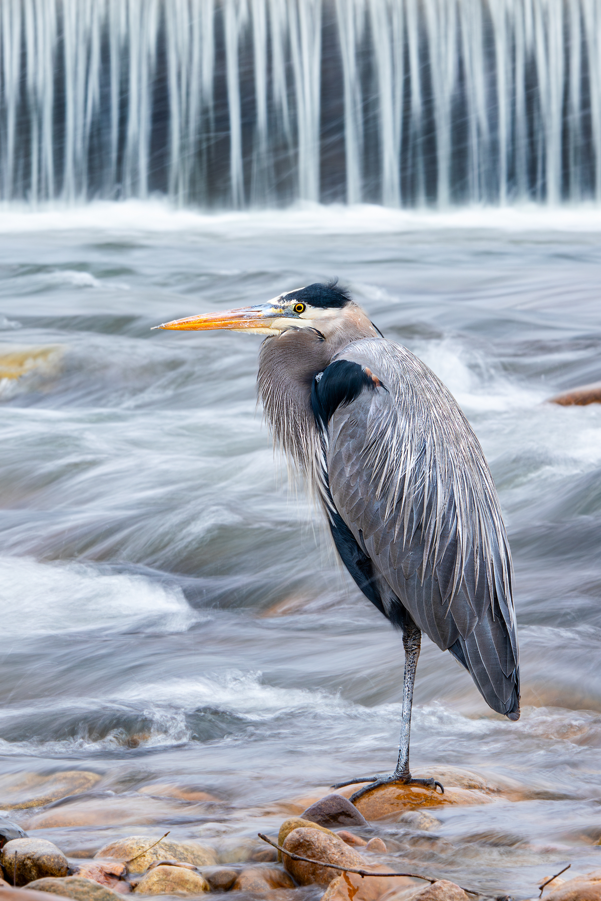 Blue Heron by Michael Kaal Photography 