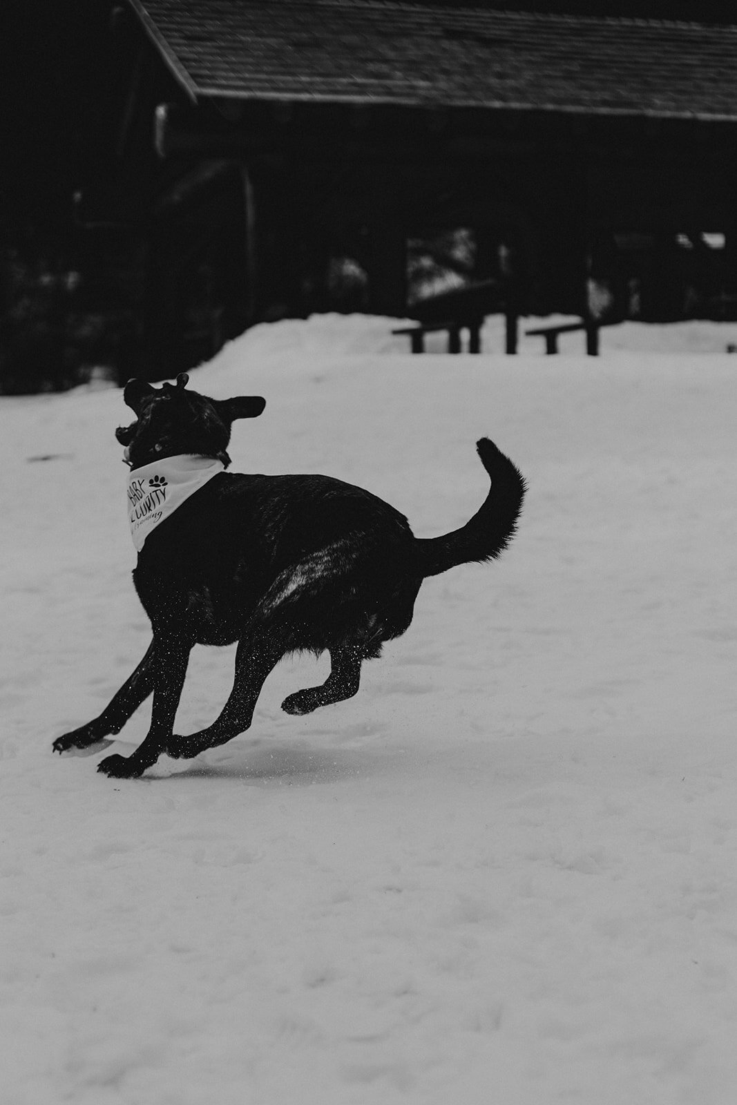dog playing in  the snow