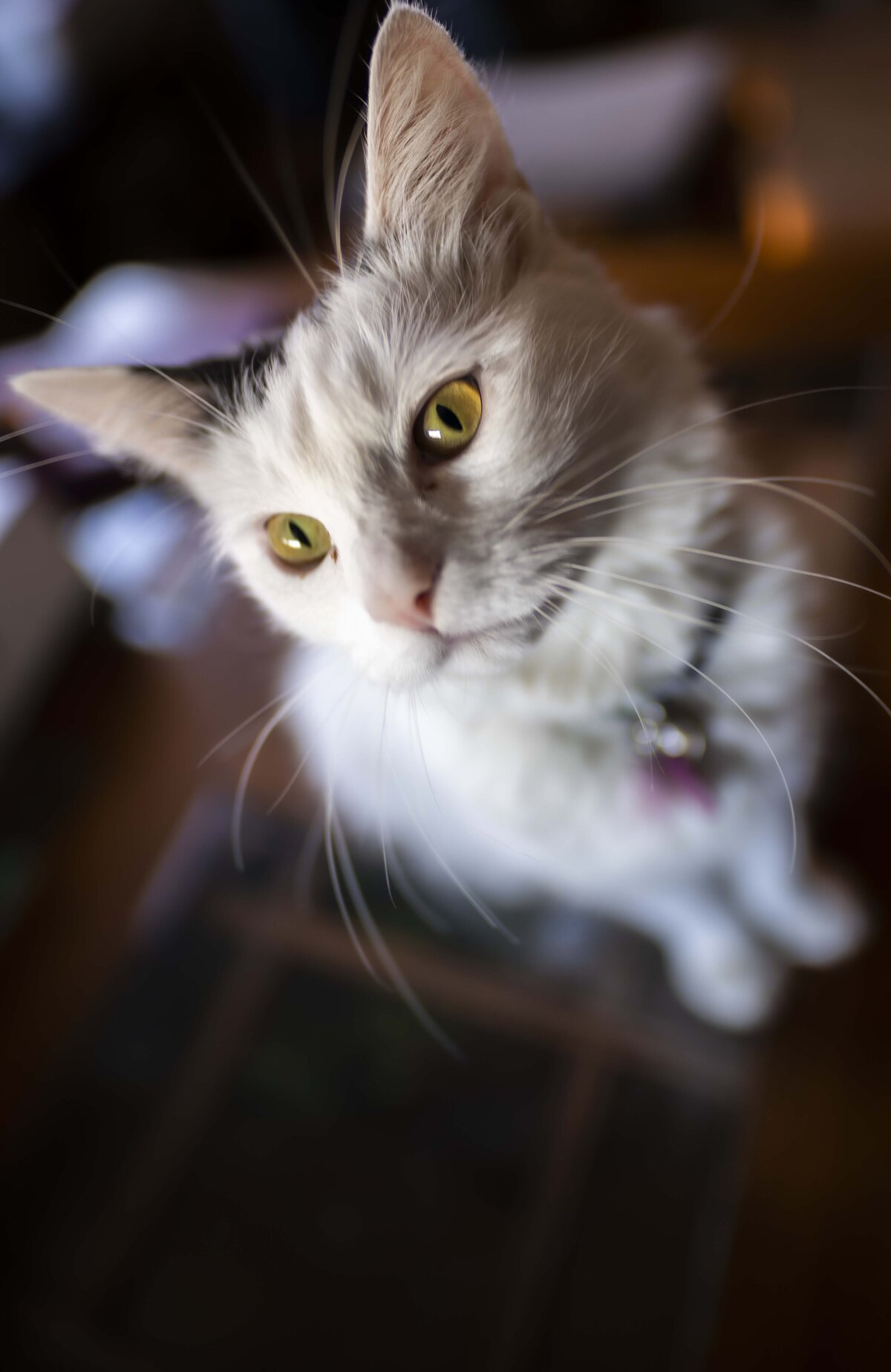 bell