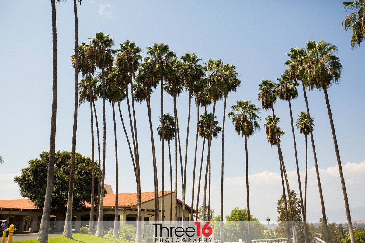 Beautiful palm trees at the Royal Vista Golf Club Wedding Venue