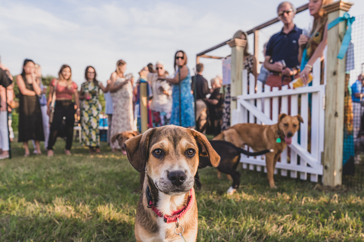 Nantucket Wedding Photographer Katie Kaizer Photography Journalistic Wedding Engagement Photography  PersonalWork_016_KatieKaizerPhotography