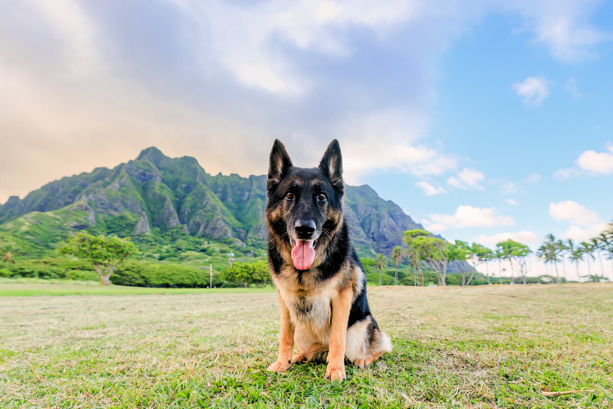 Hawaii Senior Dog Photography-39