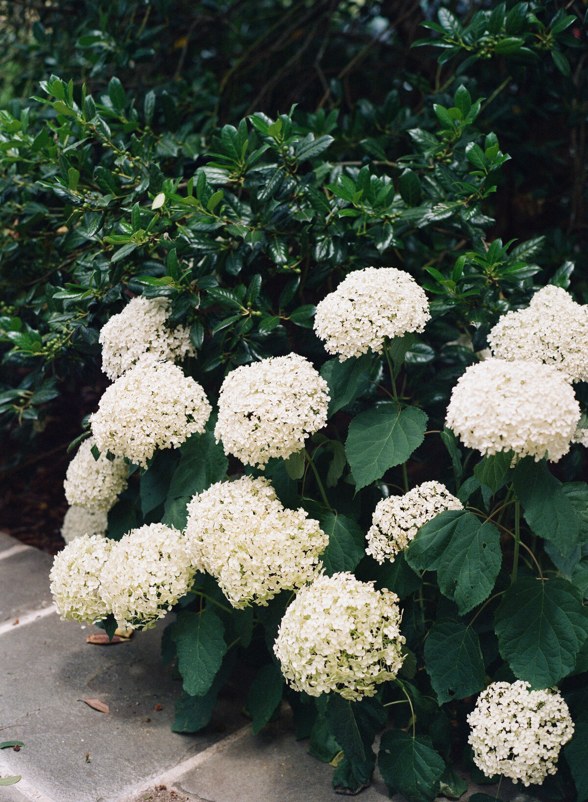 Early-Mountain-Vineyard-Wedding-by-Kiyah-C-Photography-Emma-Rye-15