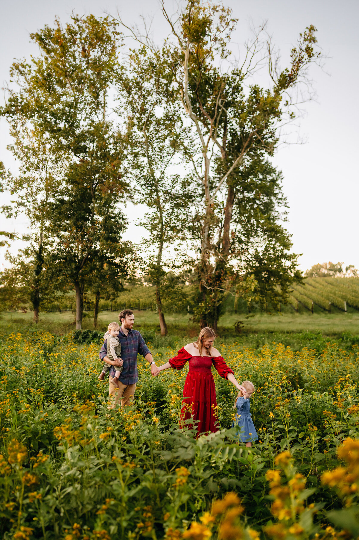 A family of 4 is walking through yellow flowers holding hands at a vineyard in Davidsonville, Maryland.