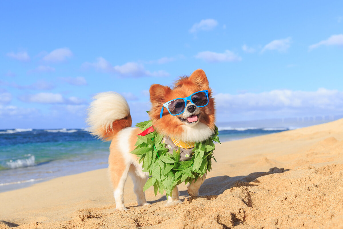 Hawaii Senior Dog Photography-15